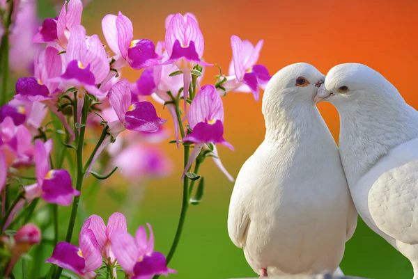 Iki sevgi dolu beyaz güvercinler ve kelebek orkide çiçek — Stok fotoğraf