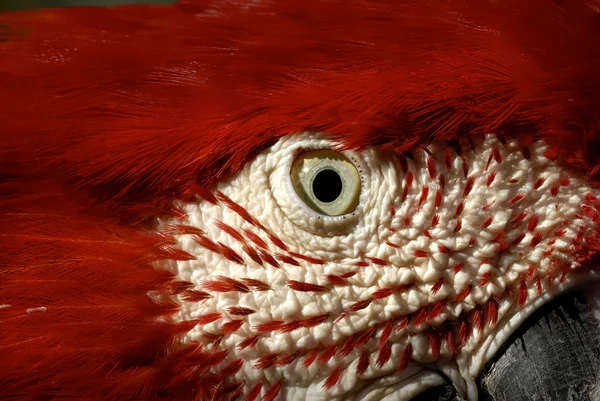 Gevaarlijke rode papegaai met scherp oog — Stockfoto