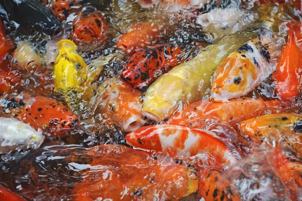 Bonito peixe koi dourado nas lagoas de peixes — Fotografia de Stock