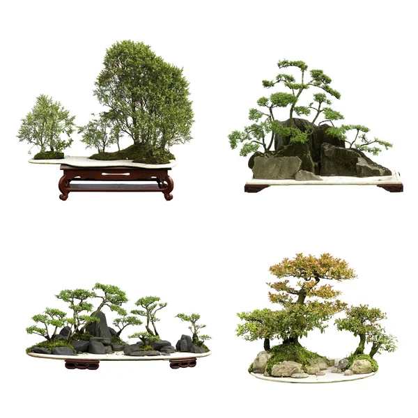 Zimbro bonsai — Fotografia de Stock