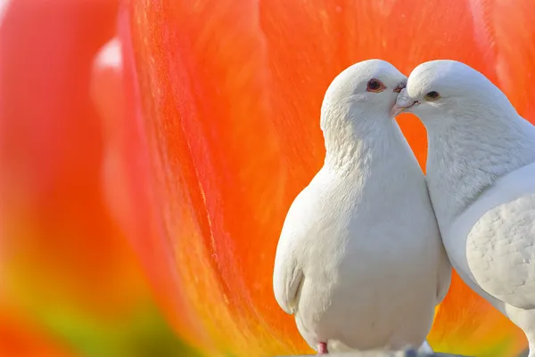 stock image Loving white doves and beautiful tulip flowers