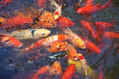 Beautiful golden koi fish in the fish ponds clipart