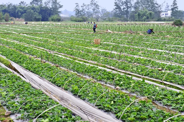 Stock image Rows of young strawberry field