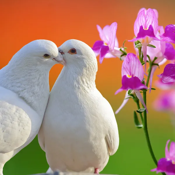 Zwei liebende weiße Tauben und Schmetterlingsorchideenblume — Stockfoto
