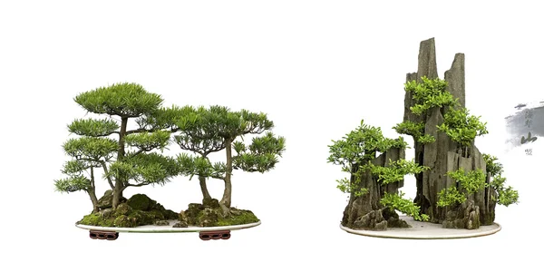 Collection of the best china bonsai with white isolated background — Stock Photo, Image