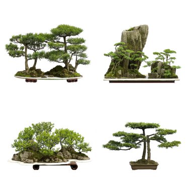 Çin sedir bonsai