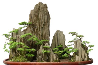 Çin bonsai