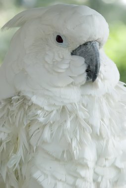 çok güzel ifade ile beyaz papağan
