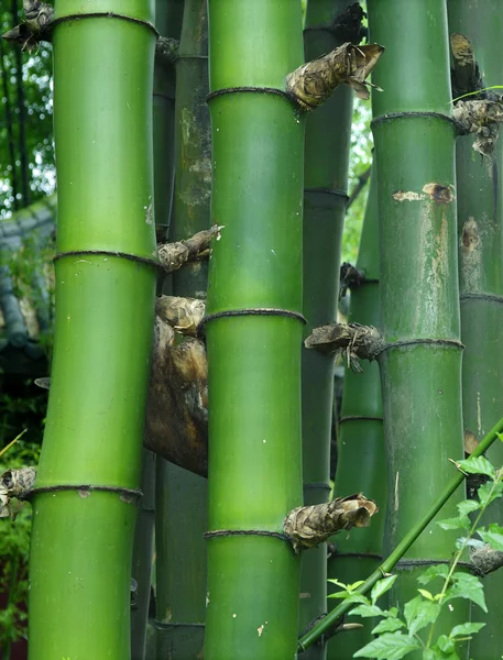 stock image Datails of green bamboo