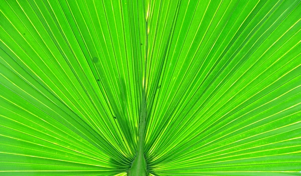 Détails de la feuille de palme verte — Photo