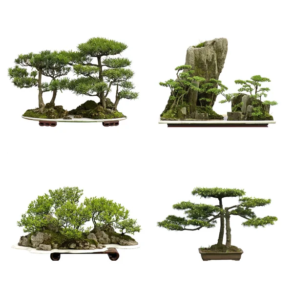 Chiny cedr bonsai — Zdjęcie stockowe