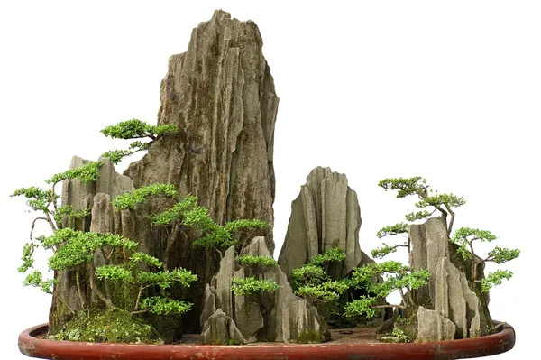 China bonsai — Stockfoto