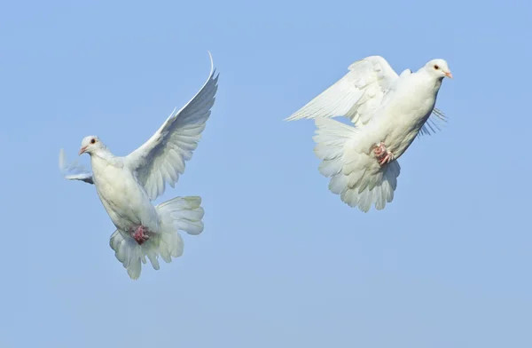 Twee liefdevolle witte duif in vrije vlucht onder de blauwe hemel — Stockfoto