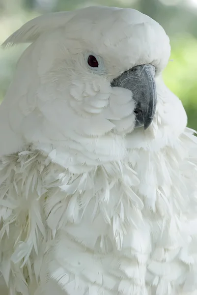 Vit papegoja med härligt uttryck — 图库照片