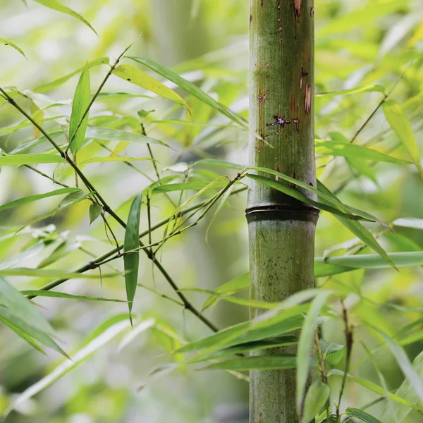 Green bamboo groves in a garden — Stock Photo, Image