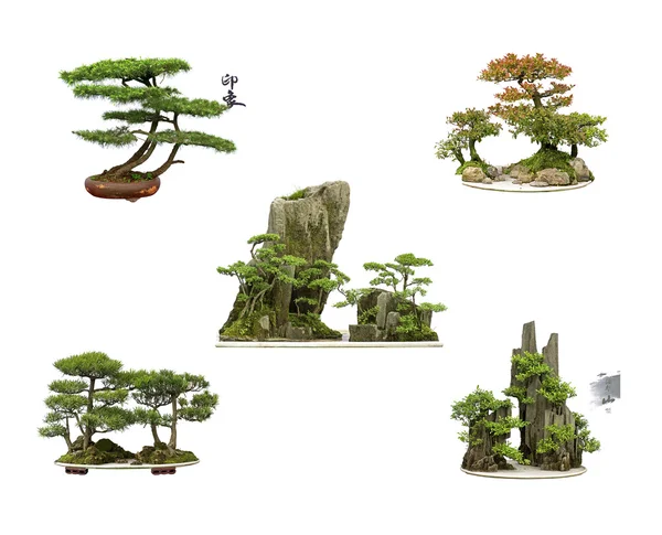 Verzameling van de beste china bonsai met witte geïsoleerde achtergrond — Stockfoto