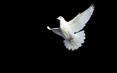 White dove in free flight clipart