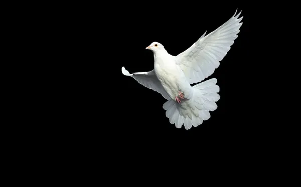 White dove in free flight — Stock Photo, Image