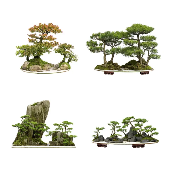 Zbiór najlepszych Chiny bonsai z białego na białym tle — Zdjęcie stockowe