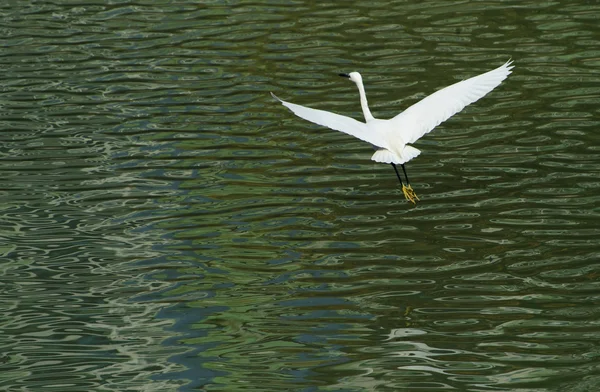 Λευκό ερωδιός επεκτείνει τα φτερά του κατά την πτήση — Φωτογραφία Αρχείου
