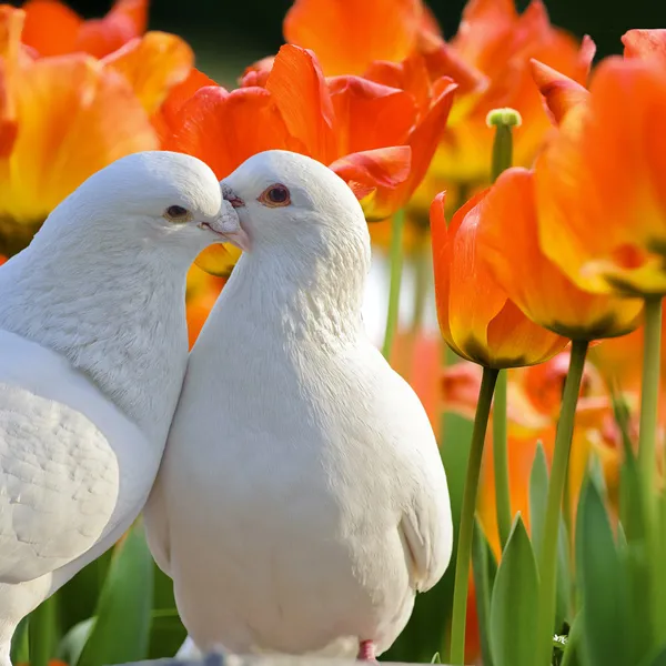 Dos cariñosas palomas blancas y hermosas flores de tulipán —  Fotos de Stock