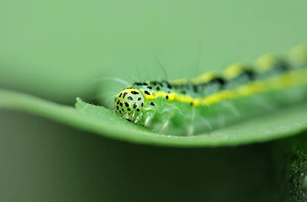 Uma lagarta bonito na folha . — Fotografia de Stock