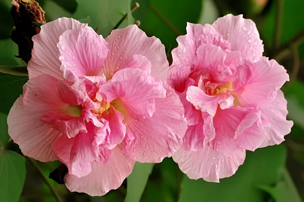 Flor de hibisco —  Fotos de Stock
