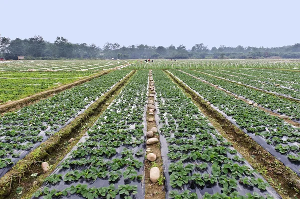 Filas de campo de fresas jóvenes —  Fotos de Stock