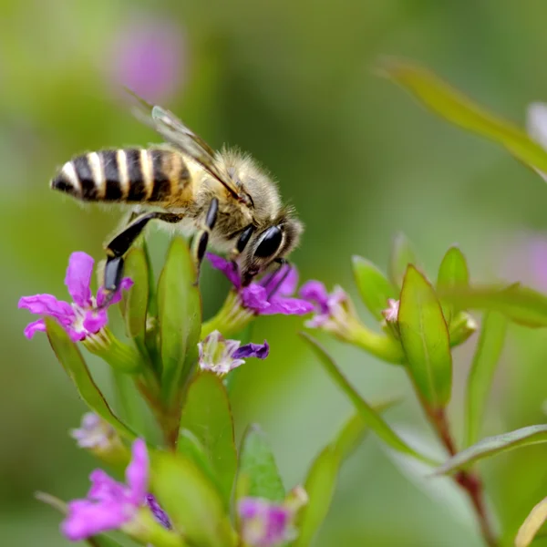 花に面白い蜂 — ストック写真