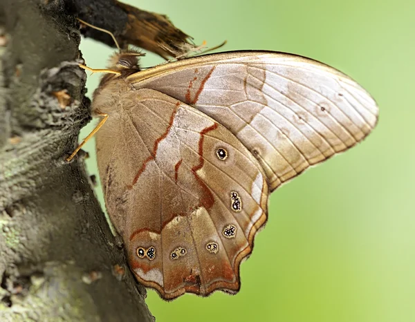 Ein schöner Schmetterling am Stamm. — Stockfoto