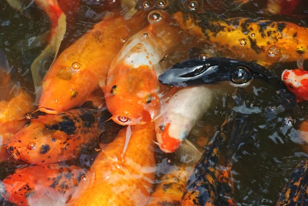 Bonito peixe koi dourado nas lagoas de peixes — Fotografia de Stock