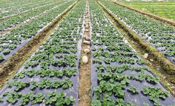 Rows of young strawberry field — Stock Photo, Image
