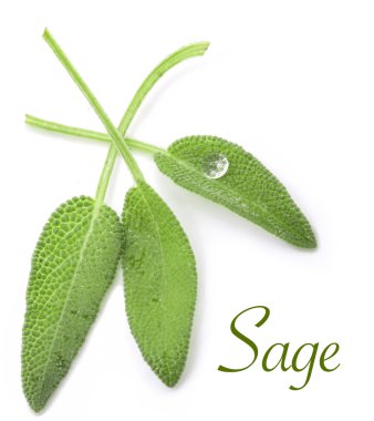 Fresh Sage clipart