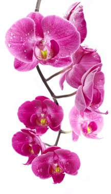 Orchid flowers clipart