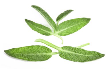 Fresh sage leaves. clipart