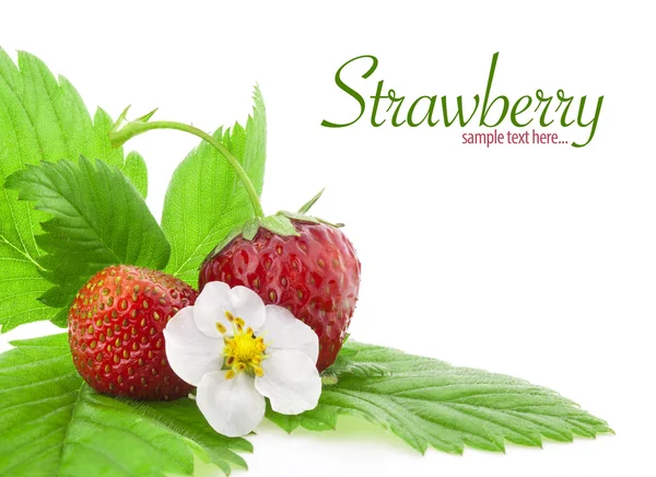 Erdbeere und Blumen — Stockfoto