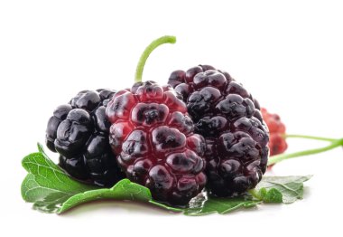 Mulberries clipart