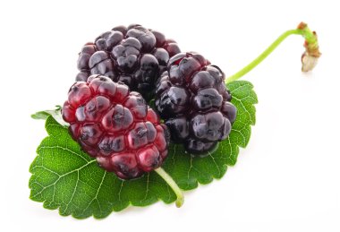 Mulberries clipart