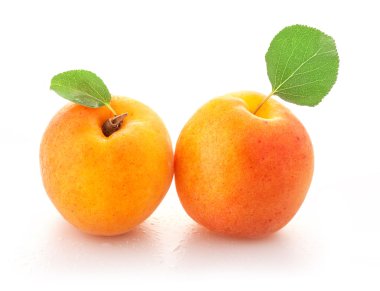 Apricot fruits clipart