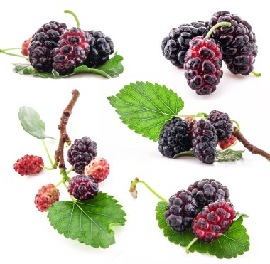 Mulberry clipart