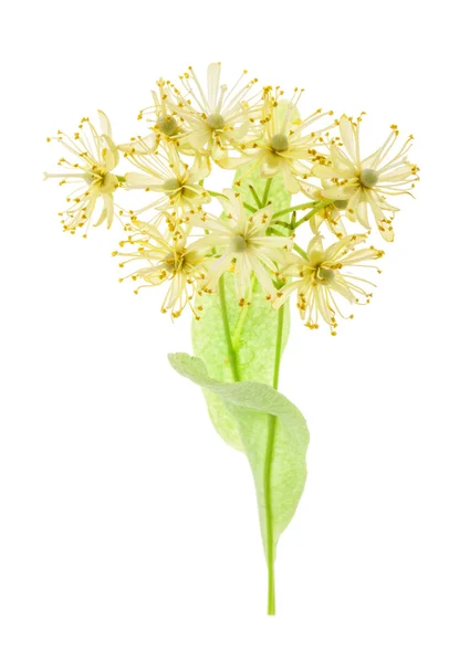 Цветы Линдена — стоковое фото