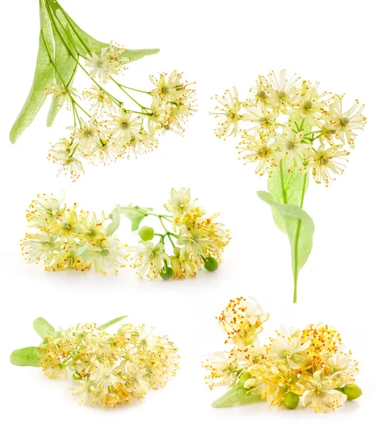 Коллекции цветов Линден — стоковое фото