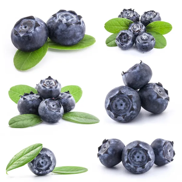 Collection of Blueberries — Stock Photo, Image