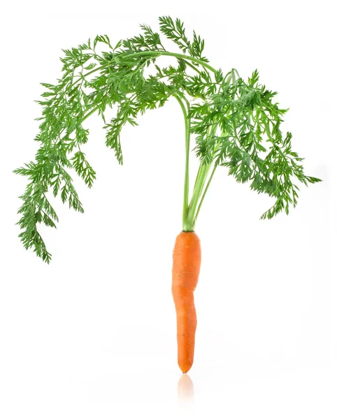 Carrots with green tops — Stock Photo, Image