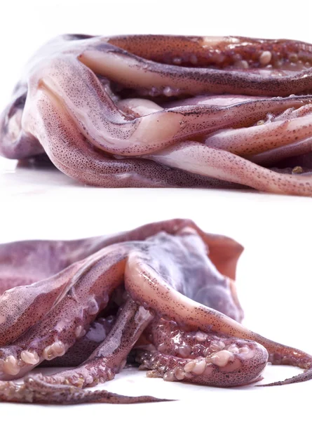 Fresh tentacles of the squid — Stock Photo, Image
