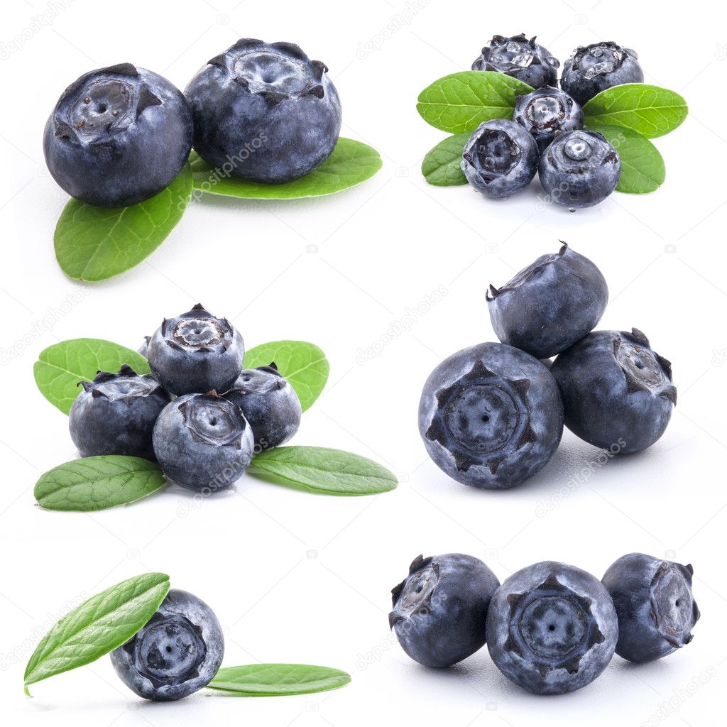 Collection of Blueberries