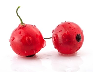 Red currant clipart