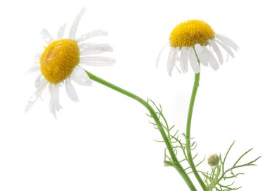 Chamomile flowers clipart