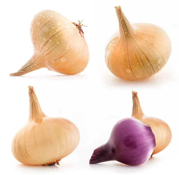 Collection of onions — Stock Photo, Image