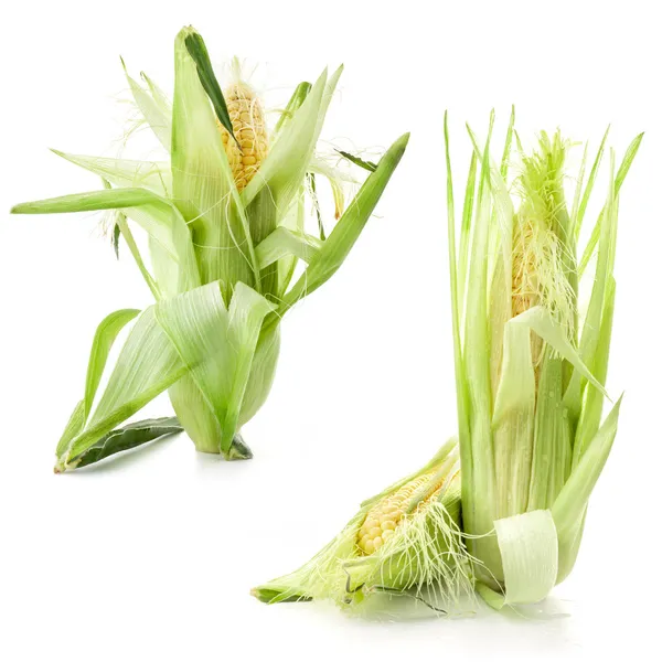 Świeża kukurydza na kolbie — Zdjęcie stockowe